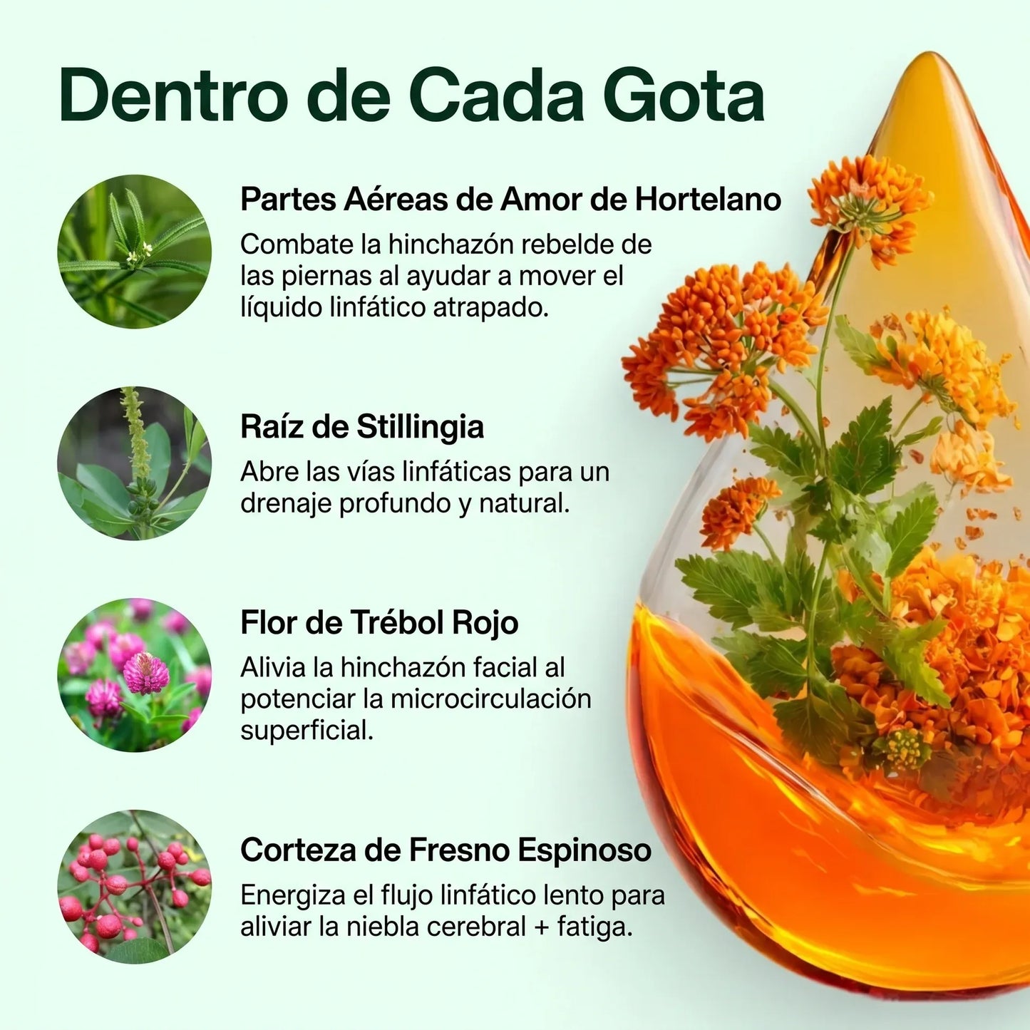 <b>Drenaje Linfático Nature's Sunshine — Gotas Naturales</b>